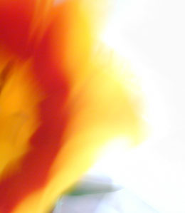 Ein sch�ne Blume